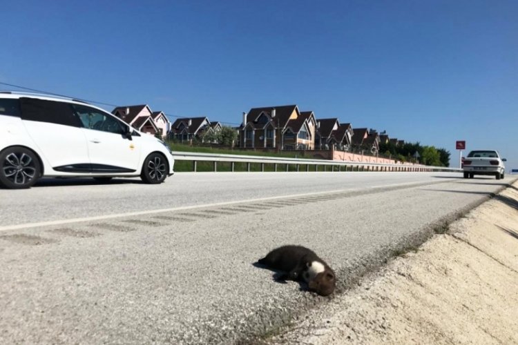 Hayvanları koruyan yeni uygulama! O yollar...