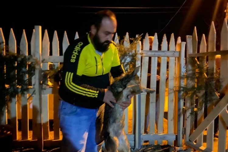 Afyonkarahisar'da zehirli yiyecekler ile hayvan katliamı