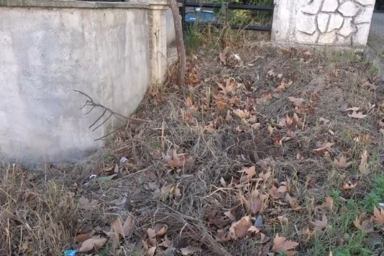Bursa'da sokak kedilerini zehirlediler! Mahalle sakinleri isyan etti