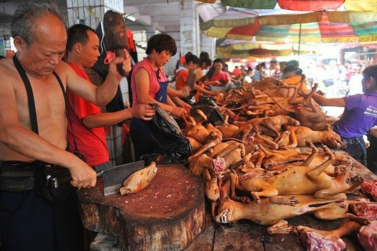 Turistik kent Hoi An kedi ve k&ouml;pek t&uuml;ketimini yasaklıyor