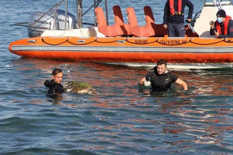 &Ouml;l&uuml; caretta caretta sahile vurdu