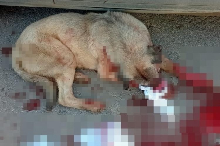 Trabzon'da silahla k&ouml;peği yaralayan şahıs yakalandı