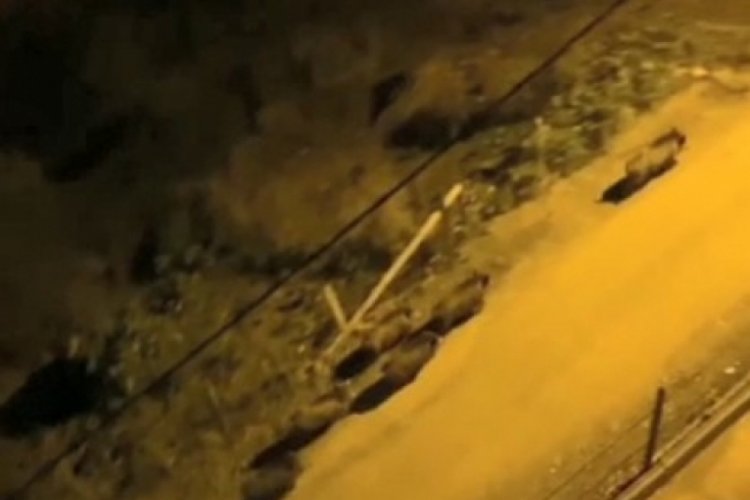 Giresun'da a&ccedil; kalan domuz s&uuml;r&uuml;s&uuml; il&ccedil;e merkezine indi