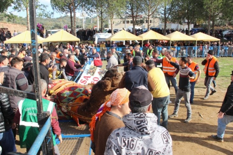 Aydın'da kızgın develer arenayı birbirine kattı