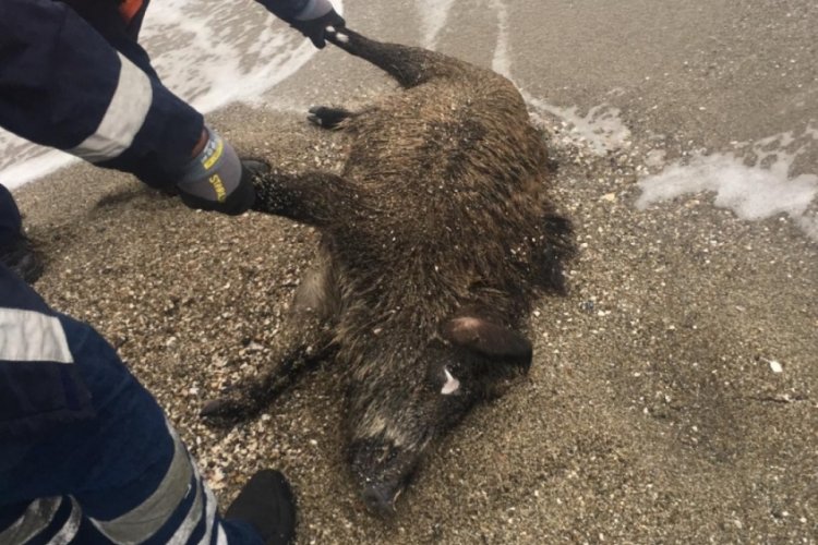 İstanbul'da Silivri Sahili'ne &ouml;l&uuml; domuz vurdu