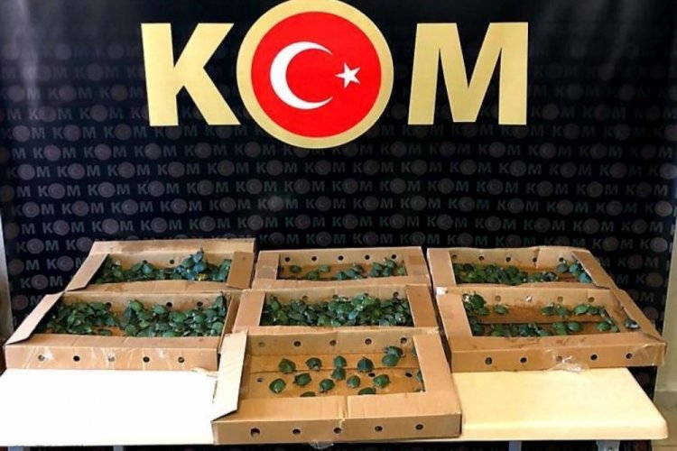 Şırnak'ta yapılan baskında 1000 su kaplumbağası ele ge&ccedil;irildi