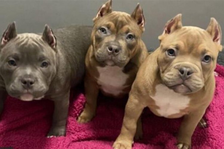 Sosyal medya trendi y&uuml;z&uuml;nden k&ouml;peklerin kulakları kesiliyor