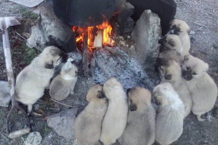Bu g&ouml;r&uuml;nt&uuml; y&uuml;rek ısıtır! Yavru k&ouml;pekler ocak ateşinde ısındılar