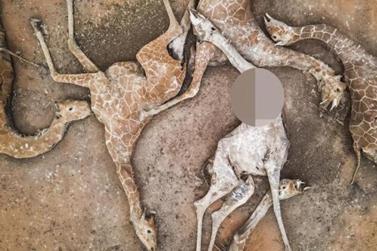Kuraklık felakete sebep oldu