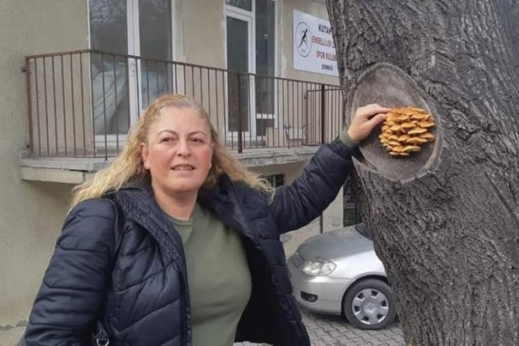 K&uuml;tahya'da bir ağacın g&ouml;vdesinde &ccedil;ıkan mantarlar şaşırttı