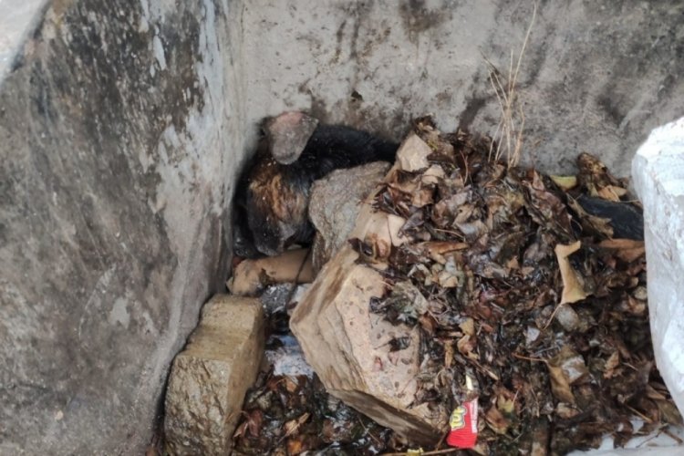 Sokak k&ouml;peğini &ccedil;&ouml;pe atarak &ouml;ld&uuml;resiye ezen cani serbest bırakıldı