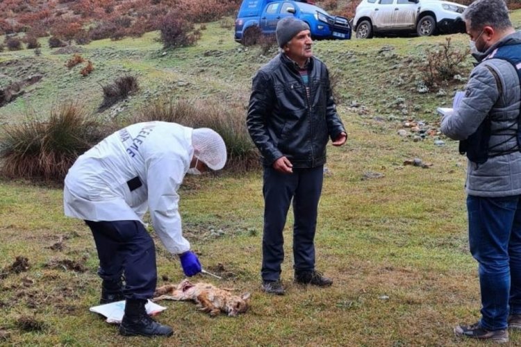 K&ouml;peklerin ve yaban hayvanlarının zehirlenmesiyle ilgili inceleme başlatıldı