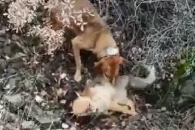 Tilkiyi av k&ouml;peğine boğduran şahıs g&ouml;zaltına alındı
