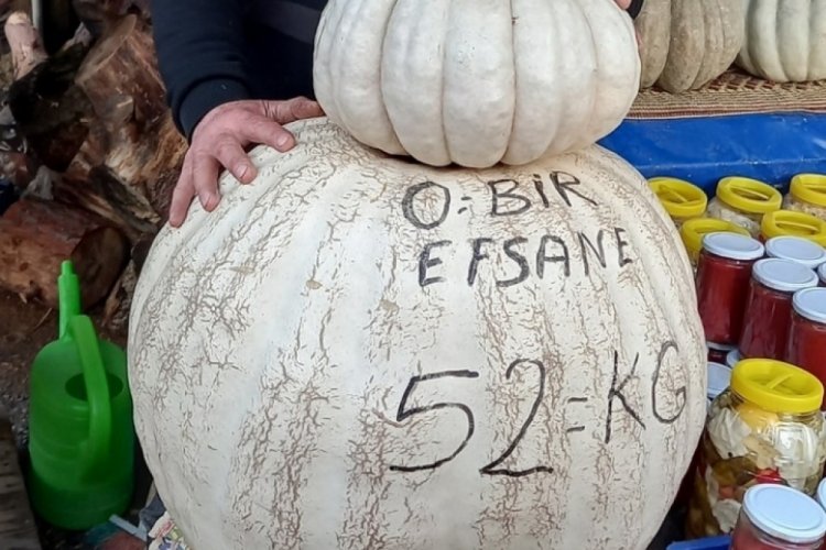 Bursa'da 52 kiloluk dev kabak g&ouml;renleri şaşırtıyor