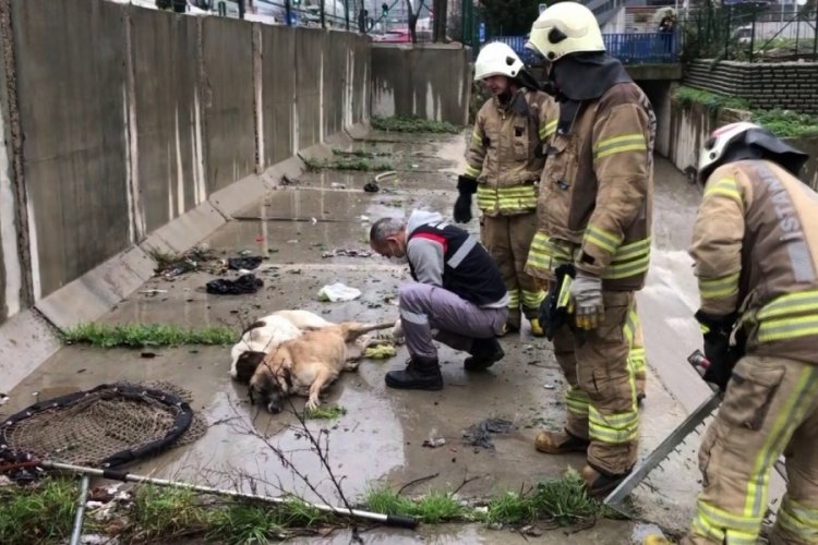 Ataşehir'de dereye d&uuml;şen 6 k&ouml;pek boğulmaktan kurtarıldı