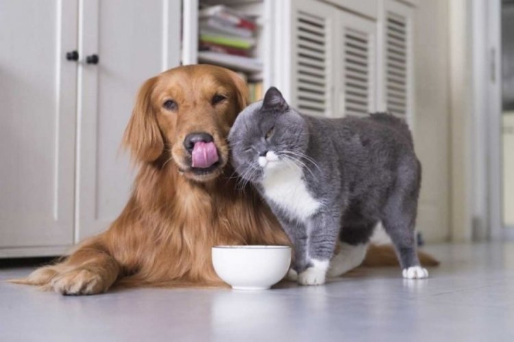 Evlerde beslenen kedi-k&ouml;pek sayısına sınırlama getiriliyor