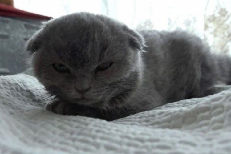 Eşine kızdığı i&ccedil;in duvara attığı kedi 10 g&uuml;n sonra &ouml;ld&uuml;