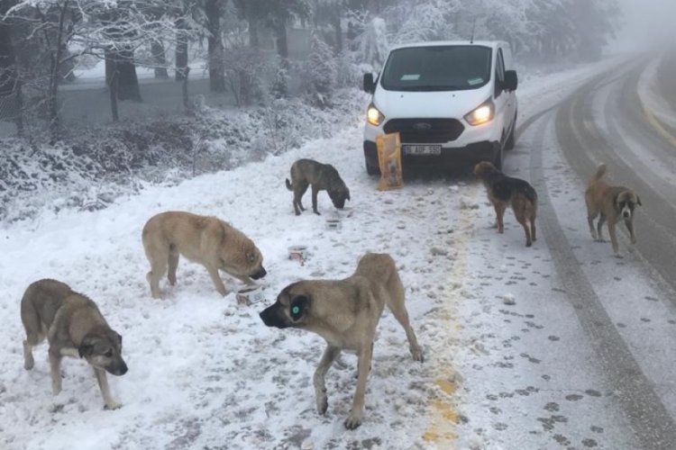 Uludağ'daki Can Dostlara Osmangazi'den şefkat eli
