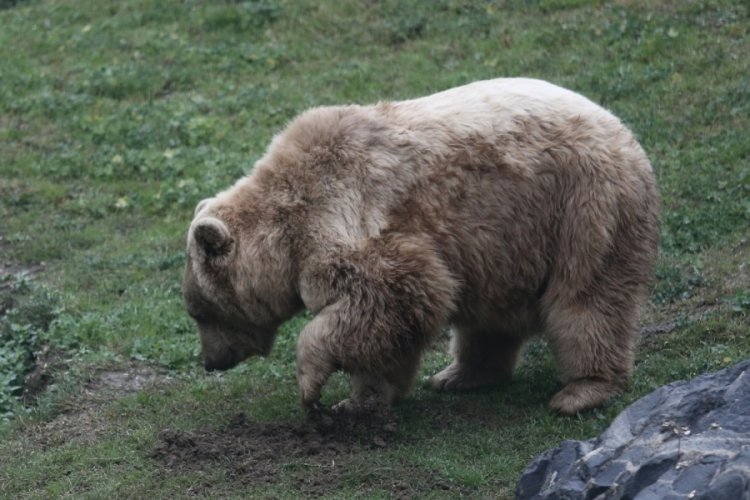 Zoopark'ta yırtıcı hayvanların beslenmeleri nefes kesti