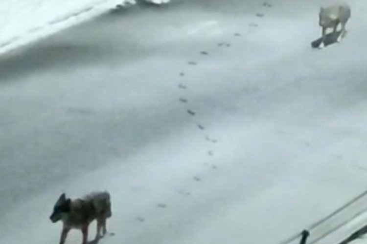 Ağrı'da il&ccedil;eye inen kurtlar yiyecek aradı