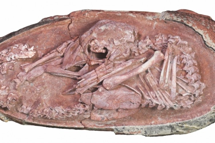 Tarihi keşif! 66 milyon yıl &ouml;ncesine ait dinozor embriyosu bulundu