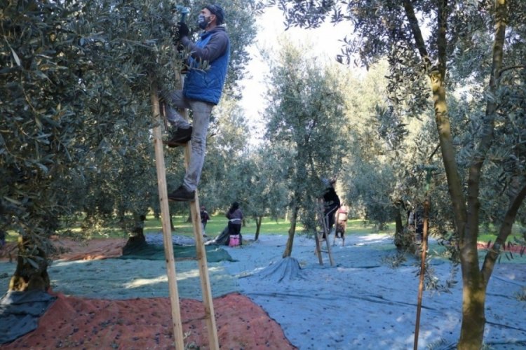 Marmarabirlik'ten 19 milyon TL &ouml;deme yapacak