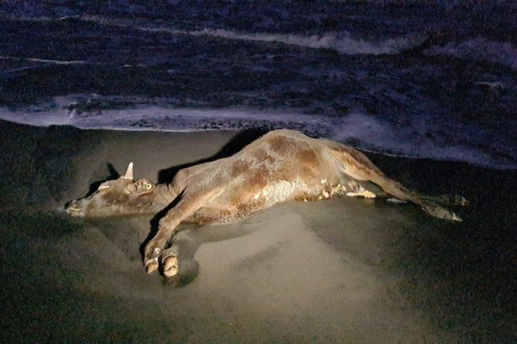 Zonguldak'ta sahile vuran &ouml;l&uuml; inek şaşkına &ccedil;evirdi