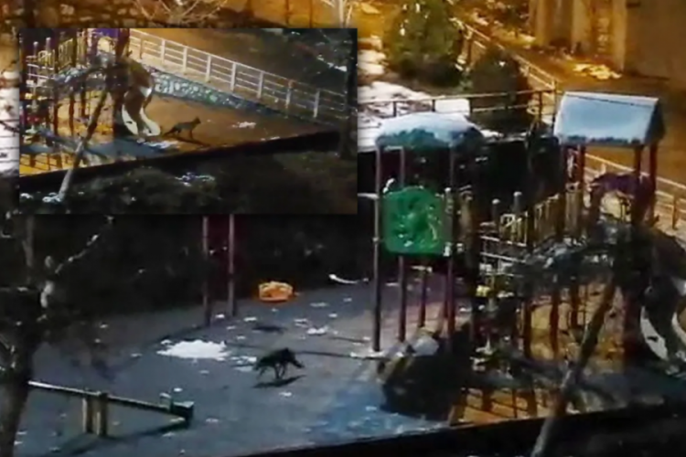 Karab&uuml;k'te a&ccedil; kalan yaralı tilki &ccedil;ocuk parkında yiyecek aradı