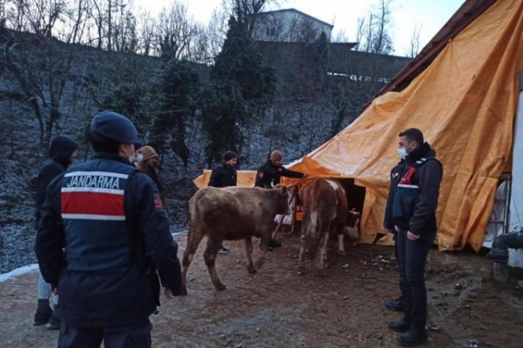 Bursa'da hayvan hırsızlarına jandarma darbesi