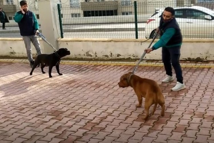 Pitbull dehşetinde 6 kişi g&ouml;zaltına alındı