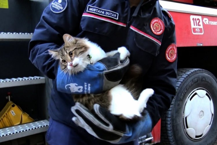 İstanbul Avcılar'da ağa&ccedil;ta 2 g&uuml;n mahsur kalan kedi kurtarıldı