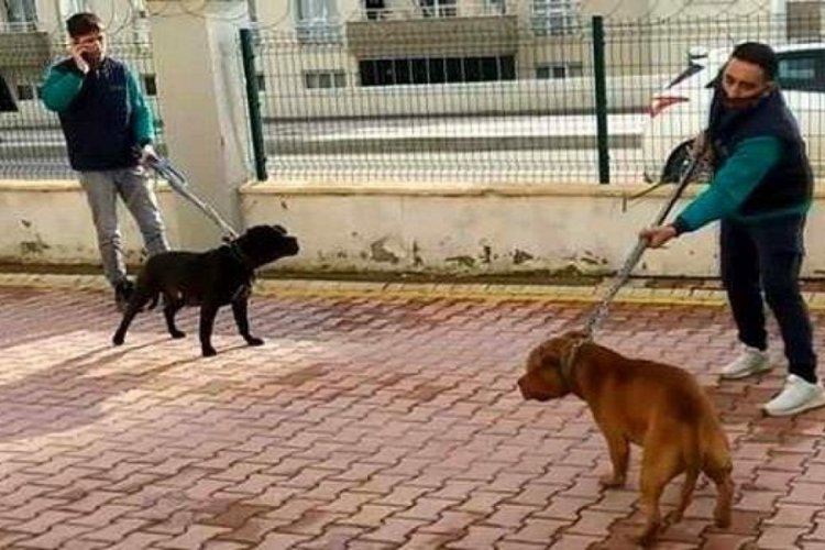 Gaziantep'teki pitbull saldırısına 3 tutuklama