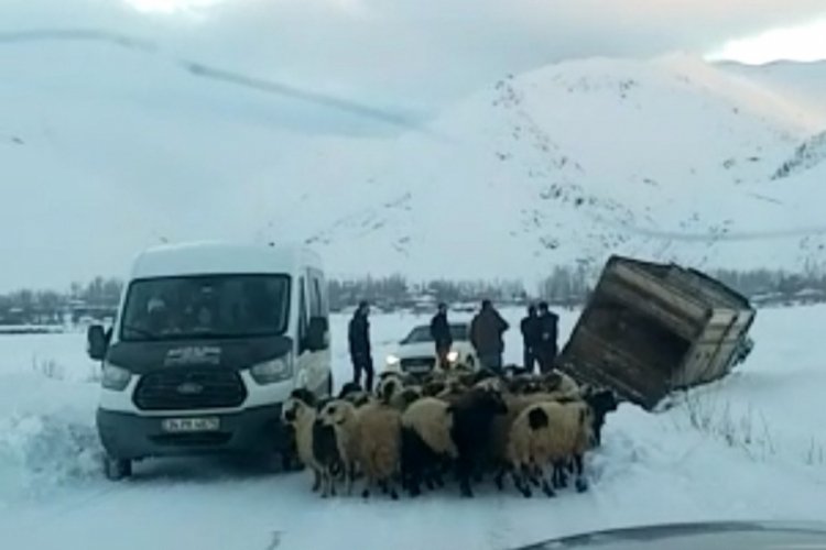 Kamyonet kara saplandı, 50 koyunu vatandaşlar kurtardı