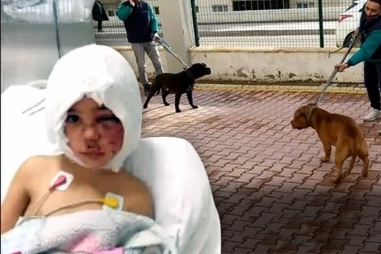 İki "pitbull"un saldırdığı Asiye Ateş tedavi i&ccedil;in Antalya'ya getirildi