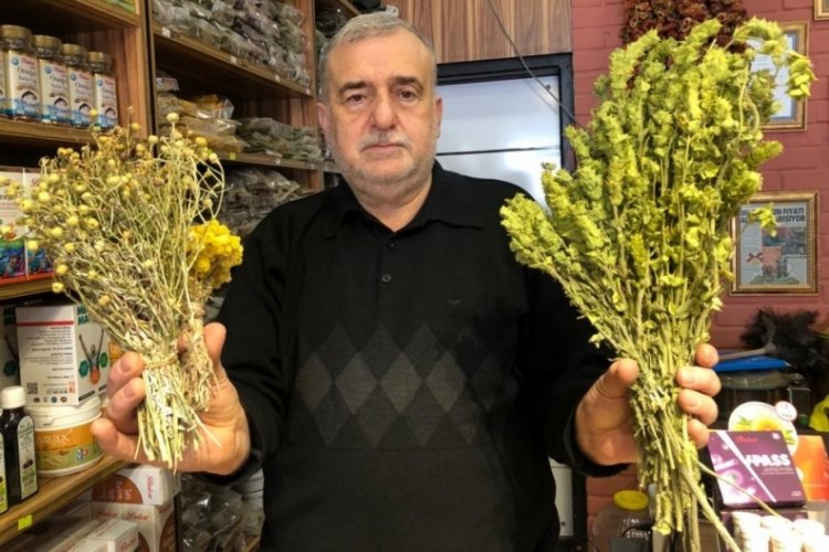 Bursa'da 'değeri bilinmeyen' şifalı bitkiler (&Ouml;ZEL HABER)