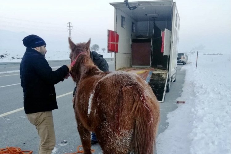 &Ouml;l&uuml;me terk edilen yaralı ata Muş Valisi sahip &ccedil;ıktı