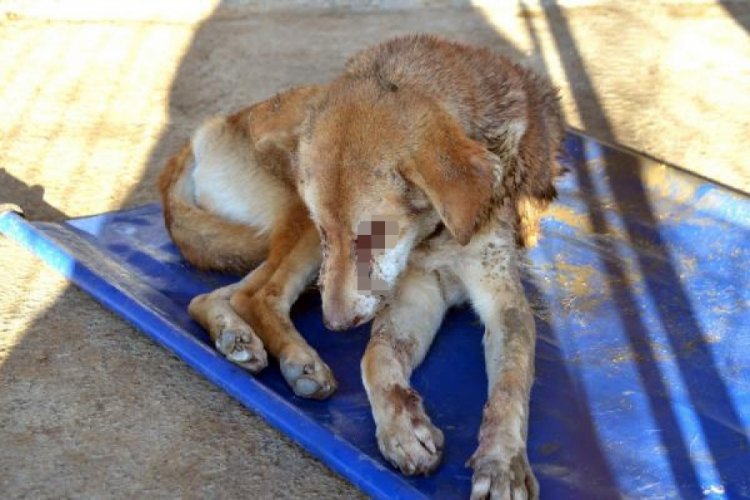 Zonguldak'ta vahşet! Sokak k&ouml;peği işkenceye uğradı