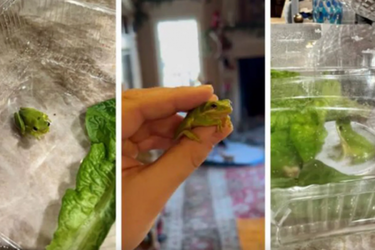 Salatasından &ccedil;ıkan kurbağayı sahiplendi
