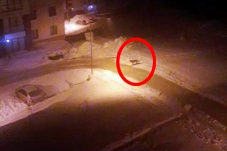 Hakkari'de a&ccedil; kalan kurt yerleşim alanına indi