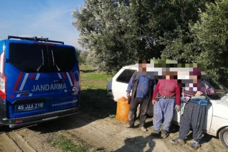 Hırsızlıktan aranan şahıslar zeytin &ccedil;alarken yakalandı