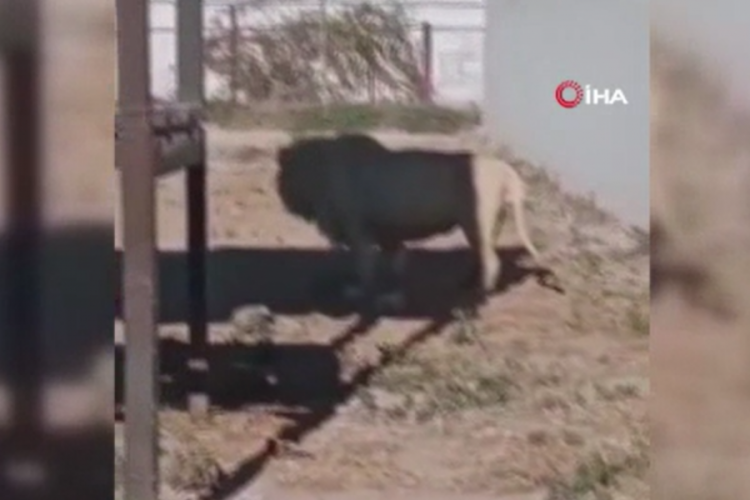Meksika'daki hayvanat bah&ccedil;esinde aslan kendi yavrusunu yedi