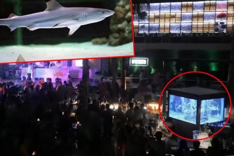 Antalya Alanya'daki o k&ouml;pek balığı kırmızı listede &ccedil;ıktı!