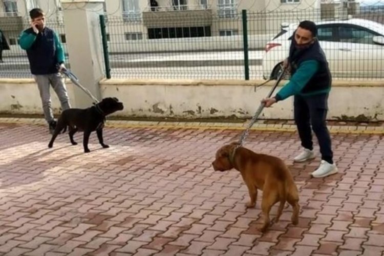 Yargıtay'dan Pitbull kararı &ccedil;ıktı! 'En ağır cezayı gerektirir'