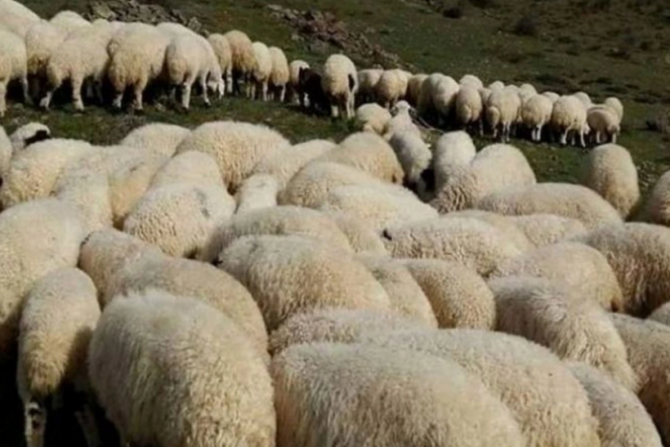Eskişehir'de &ccedil;obanın fuhuş karşılığı 3 koyun verdiği kadın yakalandı