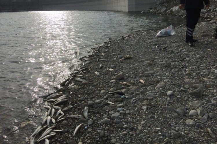 Osmaniye Aslantaş Baraj G&ouml;l&uuml;'nde balık &ouml;l&uuml;mlerine inceleme