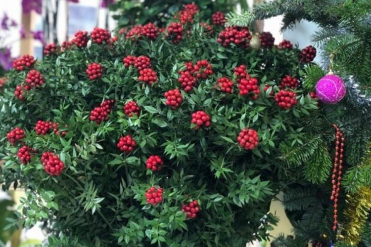 Kokina &ccedil;i&ccedil;ekleri yılbaşı i&ccedil;in hazır