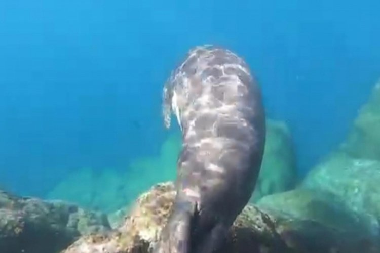 Muğla Bodrum a&ccedil;ıklarında Akdeniz foku g&ouml;r&uuml;ld&uuml;