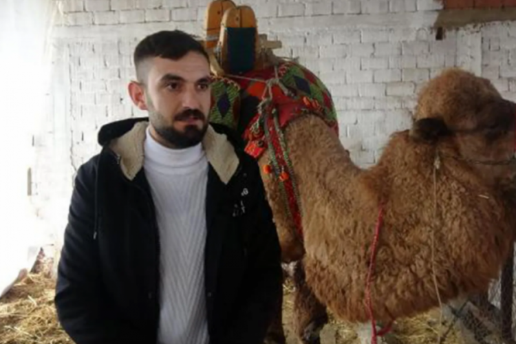 Babasının kredi borcu nedeniyle g&uuml;reş devesi haczedildi