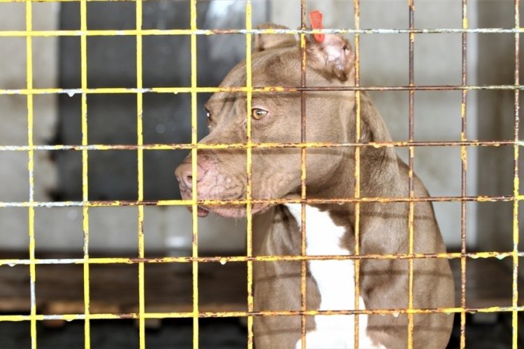 Sokağa bırakılan 14 Pitbull barınağa alındı