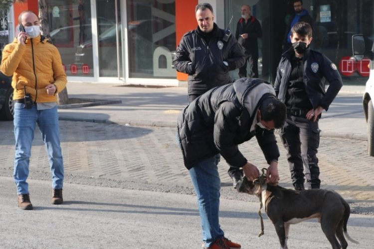 Kayseri'de başıboş pitbull tedirginliğe neden oldu